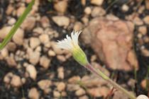 Inulopsis camporum (Gardner) G.L.Nesom