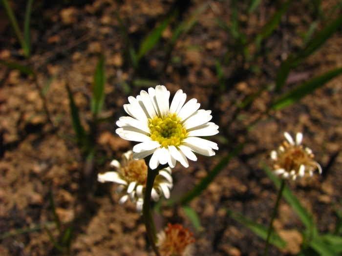 Inulopsis scaposa (DC.) O.Hoffm.