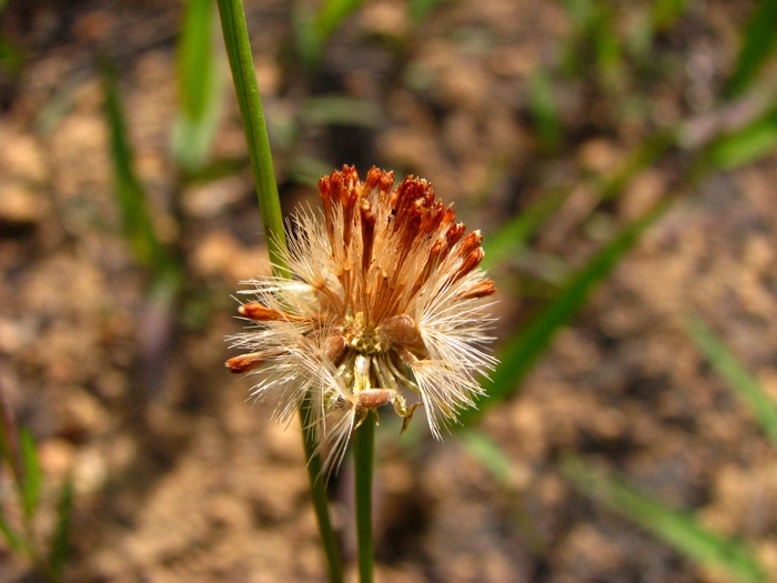 Inulopsis scaposa (DC.) O.Hoffm.