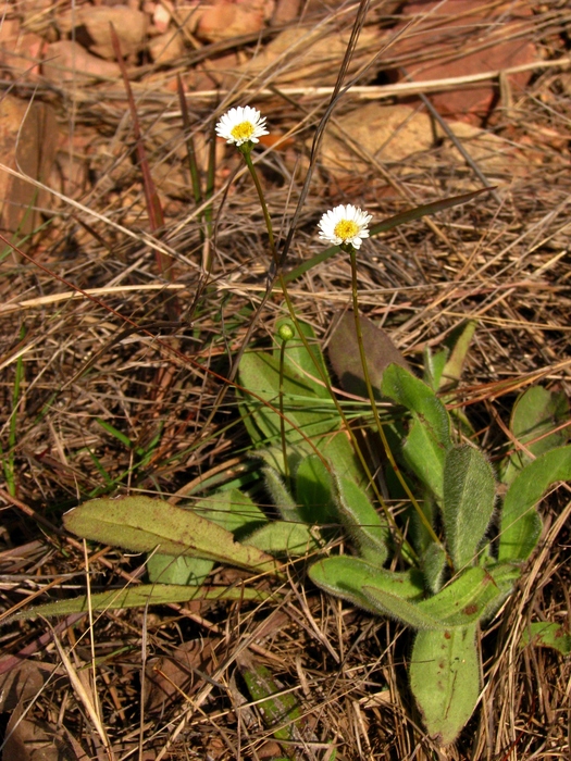 Inulopsis scaposa (DC.) O.Hoffm.