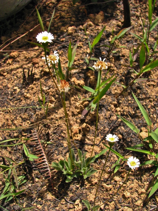 Inulopsis scaposa (DC.) O.Hoffm.