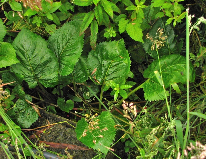 Leptostelma catharinense (Cabrera) A.M.Teles & Sobral