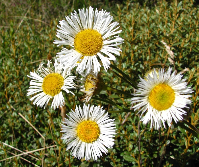 Leptostelma catharinense (Cabrera) A.M.Teles & Sobral