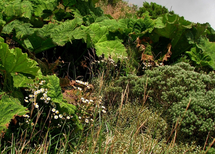 Leptostelma catharinense (Cabrera) A.M.Teles & Sobral