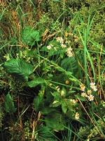 Erigeron catharinensis Cabrera