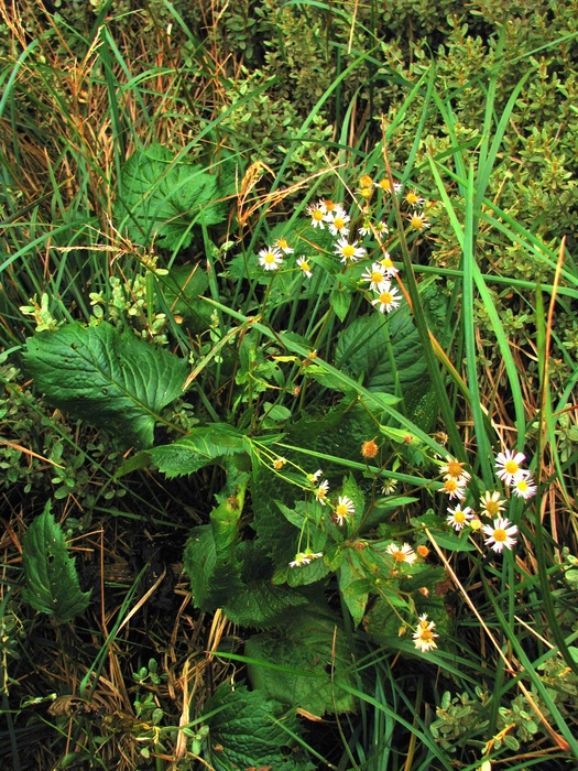 Erigeron catharinensis Cabrera
