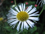 Erigeron maximus (D.Don) Otto ex DC.