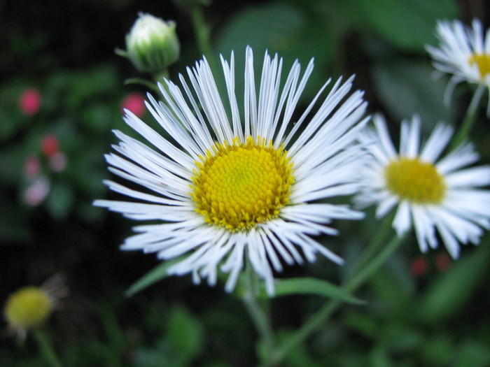 Leptostelma maximum D.Don