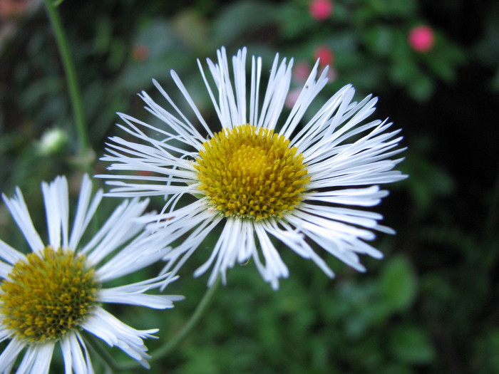 Erigeron maximus (D.Don) Otto ex DC.