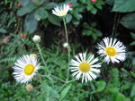Erigeron maximus (D.Don) Otto ex DC.