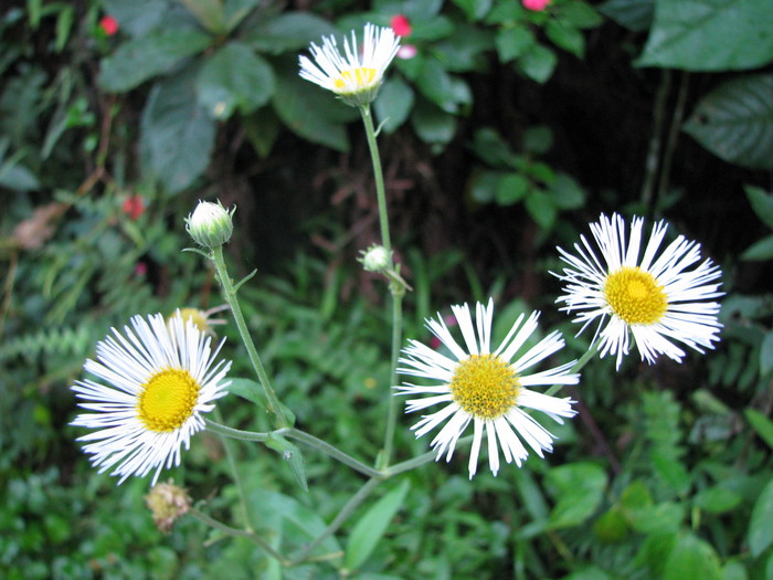 Erigeron maximus (D.Don) Otto ex DC.
