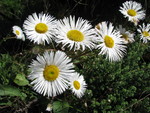 Erigeron maximus (D.Don) Otto ex DC.