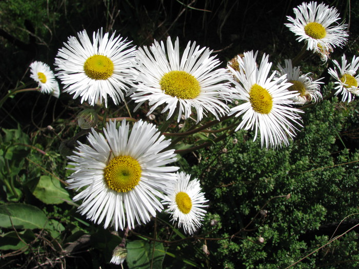 Erigeron maximus (D.Don) Otto ex DC.