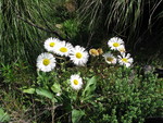 Erigeron maximus (D.Don) Otto ex DC.