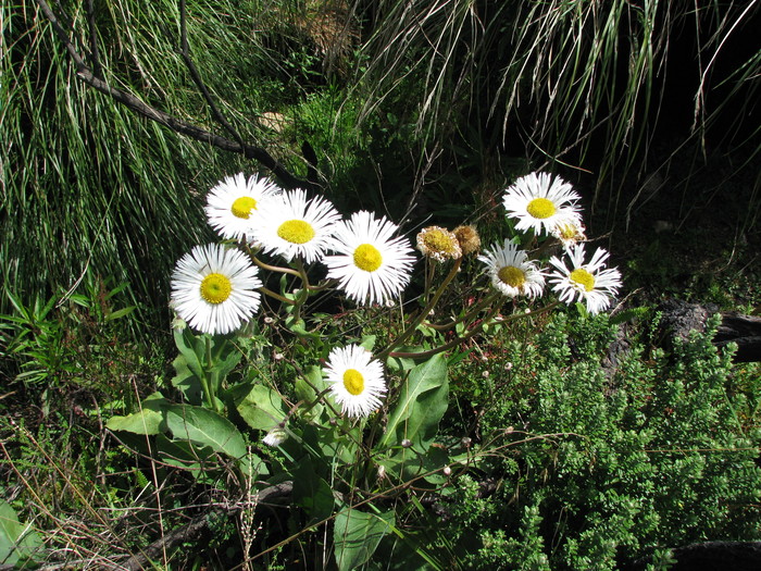 Erigeron maximus (D.Don) Otto ex DC.