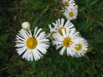 Erigeron camposportoi Cabrera