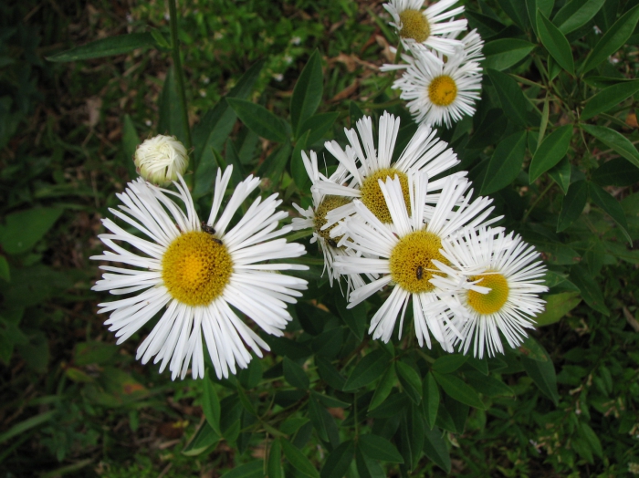 Leptostelma camposportoi (Cabrera) A.M.Teles & Sobral