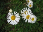 Erigeron camposportoi Cabrera