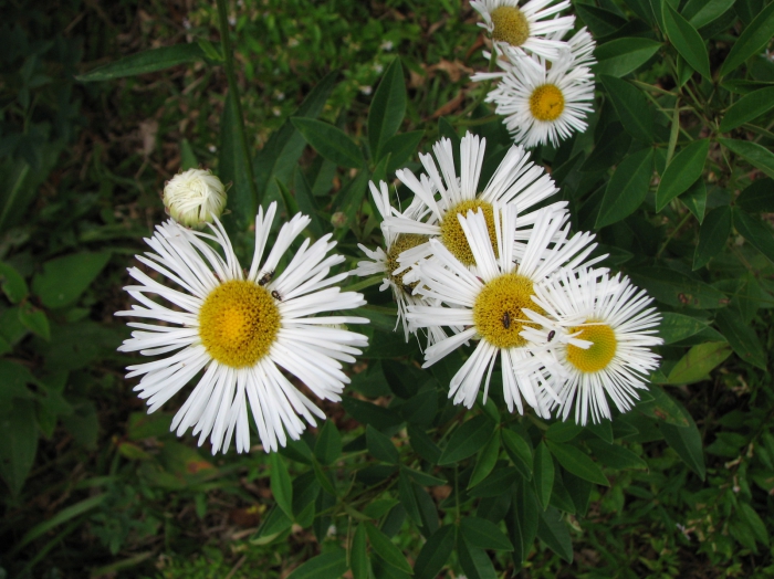 Leptostelma camposportoi (Cabrera) A.M.Teles & Sobral