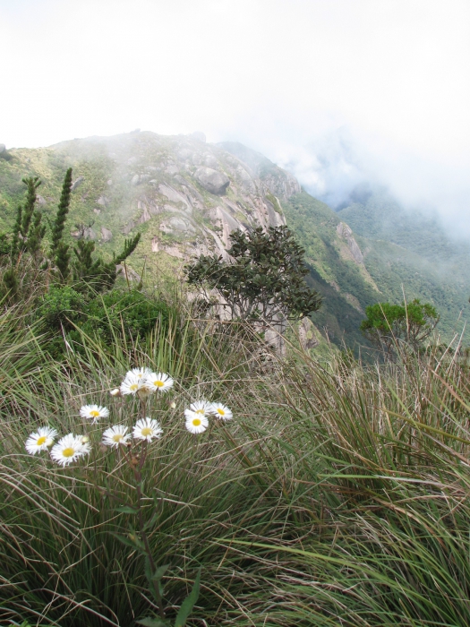 Leptostelma camposportoi (Cabrera) A.M.Teles & Sobral