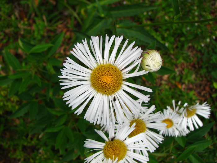 Leptostelma camposportoi (Cabrera) A.M.Teles & Sobral