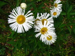 Erigeron camposportoi Cabrera