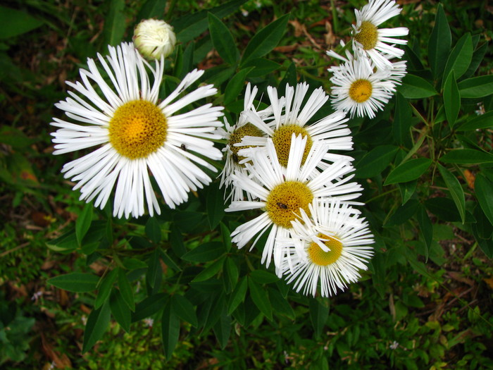 Leptostelma camposportoi (Cabrera) A.M.Teles & Sobral