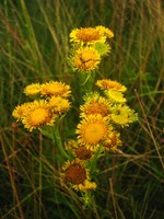 Erigeron tweediei Hook. & Arn.