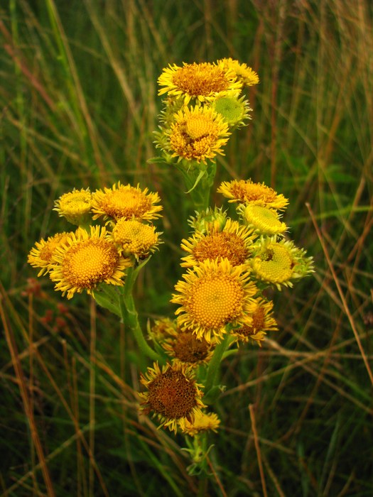 Leptostelma tweediei (Hook. & Arn.) D.J.N.Hind & G.L.Nesom