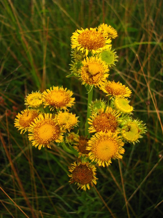 Leptostelma tweediei (Hook. & Arn.) D.J.N.Hind & G.L.Nesom