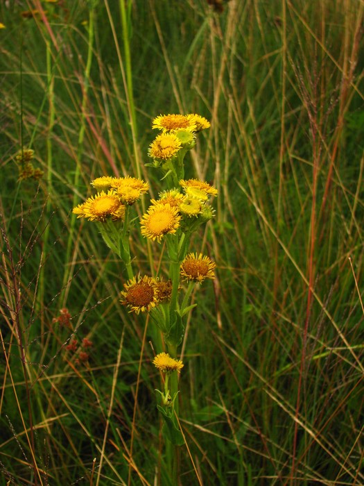 Leptostelma tweediei (Hook. & Arn.) D.J.N.Hind & G.L.Nesom