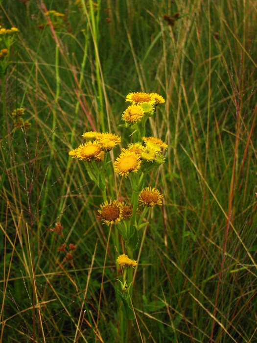 Leptostelma tweediei (Hook. & Arn.) D.J.N.Hind & G.L.Nesom