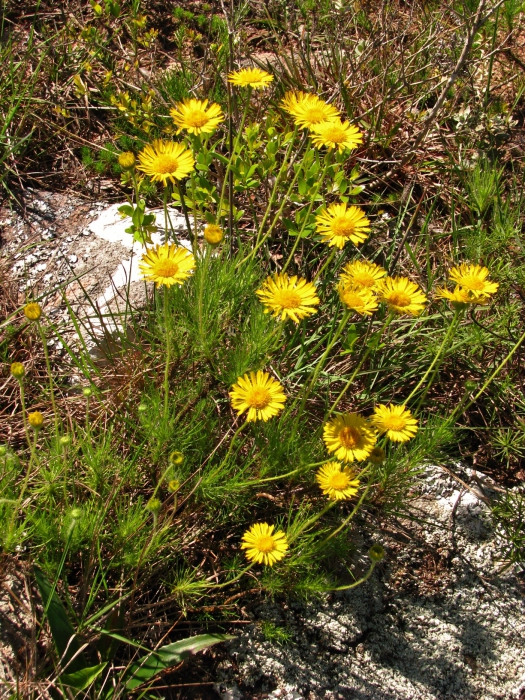 Neja filiformis (Spreng.) Nees Neja filiformis (Spreng.) Nees