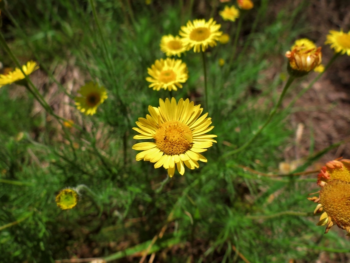 Neja filiformis (Spreng.) Nees Neja filiformis (Spreng.) Nees