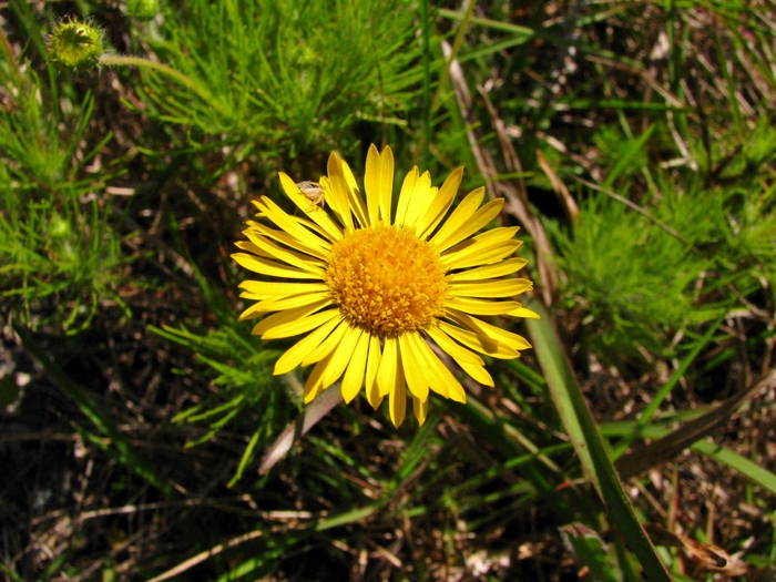 Neja filiformis (Spreng.) Nees Neja filiformis (Spreng.) Nees
