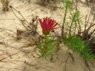 Neja pinifolia (Poir.) G.L.Nesom