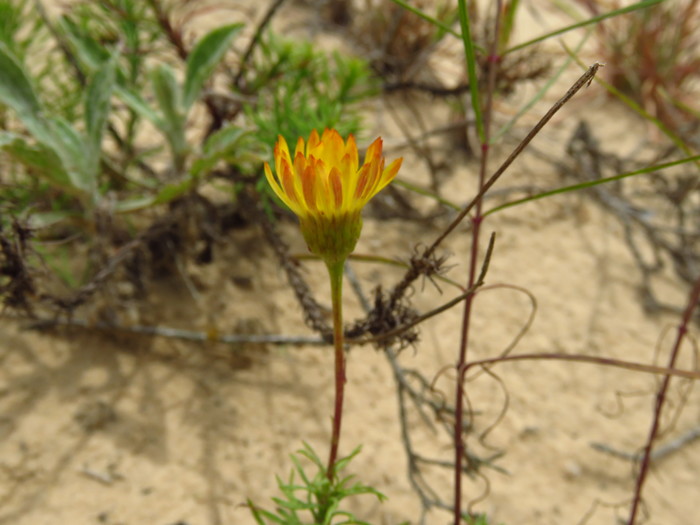 Neja pinifolia (Poir.) G.L.Nesom