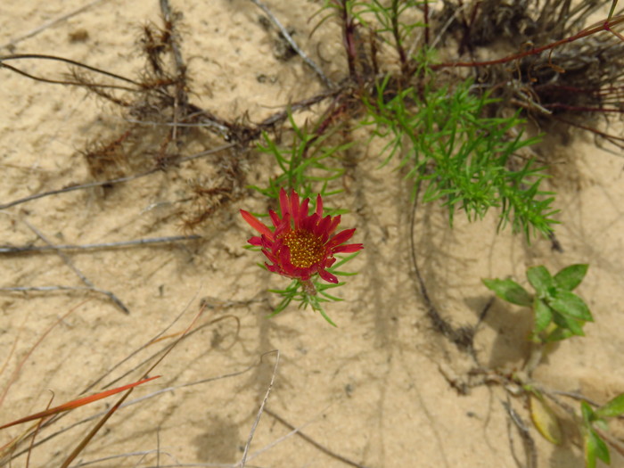 Neja pinifolia (Poir.) G.L.Nesom