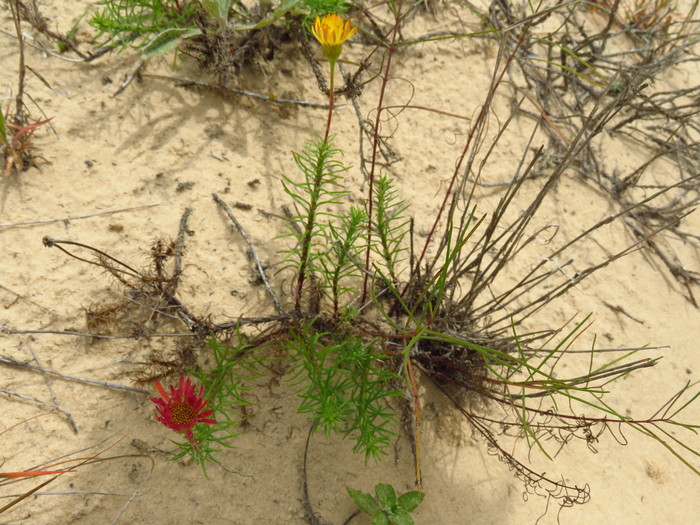 Neja pinifolia (Poir.) G.L.Nesom