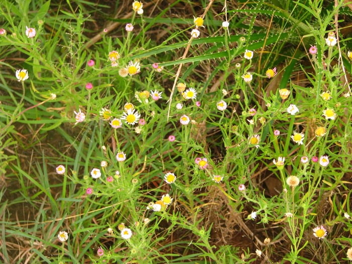 Hysterionica resinosa (Spreng.) P.L.R.Moraes