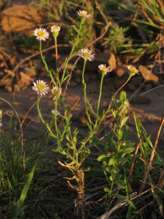 Hysterionica resinosa (Spreng.) P.L.R.Moraes