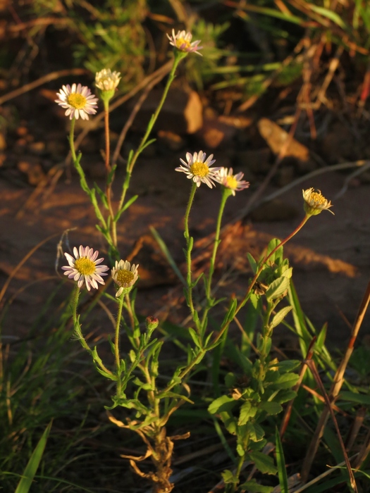 Hysterionica resinosa (Spreng.) P.L.R.Moraes Hysterionica resinosa (Spreng.) P.L.R.Moraes