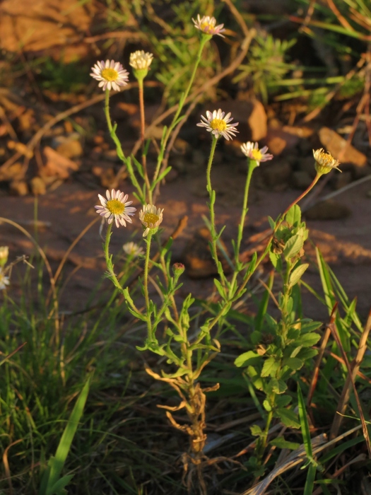 Hysterionica resinosa (Spreng.) P.L.R.Moraes