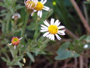Hysterionica resinosa (Spreng.) P.L.R.Moraes