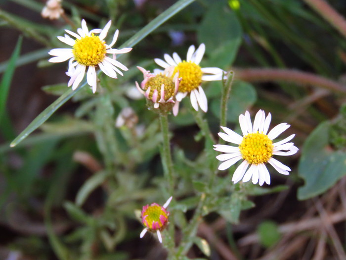 Hysterionica resinosa (Spreng.) P.L.R.Moraes