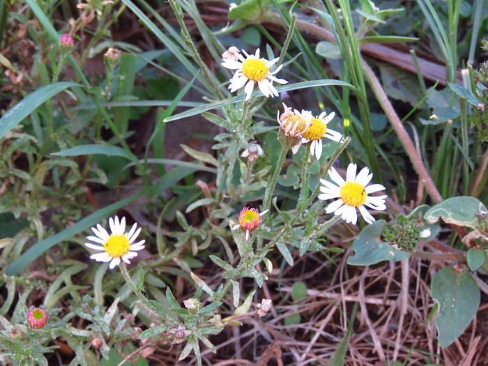 Hysterionica resinosa (Spreng.) P.L.R.Moraes