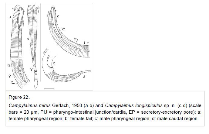 Campylaimus longispiculus