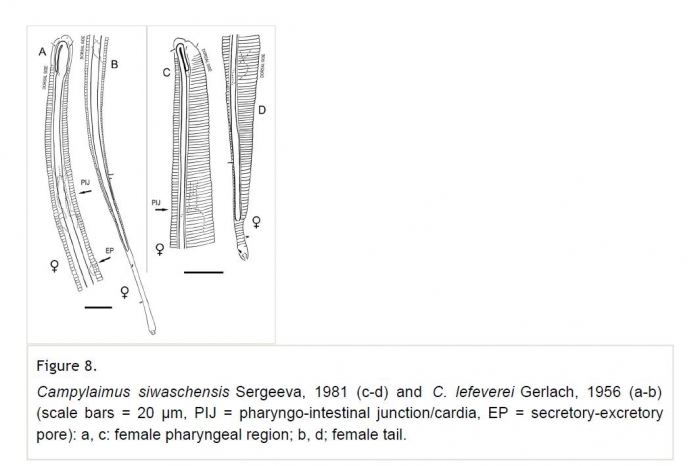 Campylaimus siwaschensis