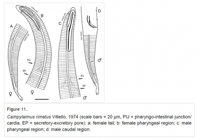 Campylaimus rimatus