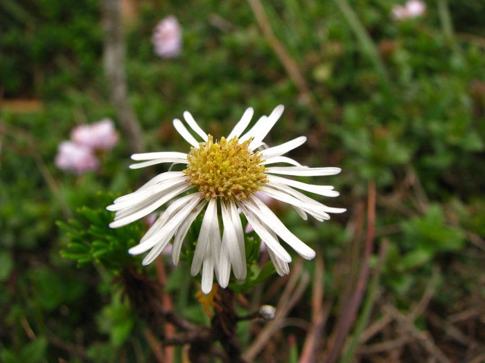 Hysterionica nebularis Deble, A.S.Oliveira & Marchiori